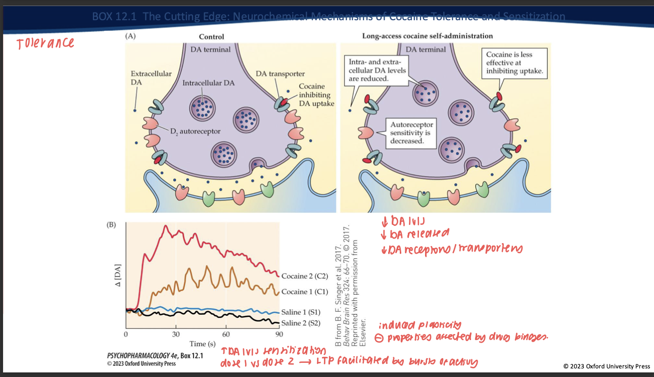 <ul><li><p><strong>Less DA made/stored</strong> → overall <strong>DA levels drop</strong>.</p></li><li><p><strong>Nerve terminal releases less DA</strong> when it fires.</p></li><li><p><strong>DAT isn’t blocked as well by cocaine</strong> anymore (transporter adapted).</p></li><li><p><strong>D₂ autoreceptors change</strong> (often less responsive).</p></li><li><p><strong>Result:</strong> the <strong>same dose gives a smaller DA rise → tolerance.</strong></p></li></ul><p></p>