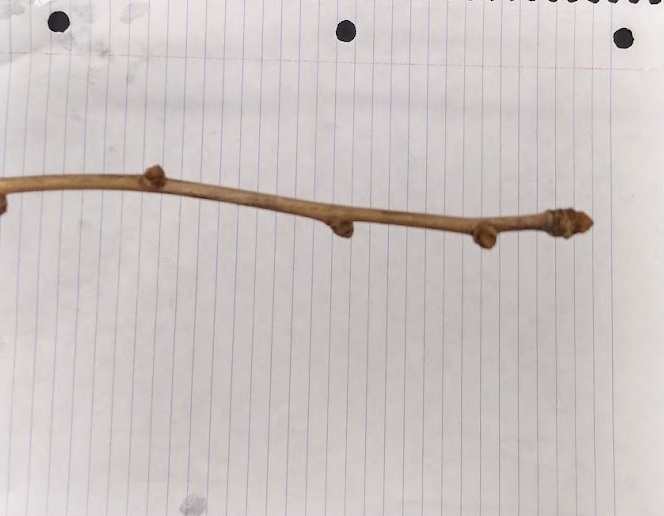 <p>Conical stout reddish-brown buds, light reddish brown/gray twig</p>