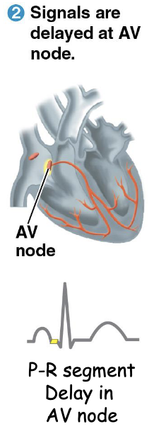 <p>What happens after action potential travels to atria? Electrical and Mechanical events?</p>