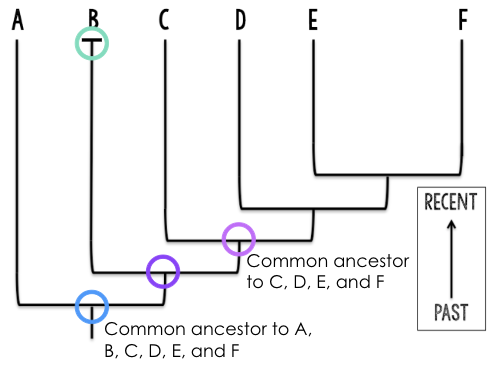 <p>Reading Phylogenetic Trees </p>
