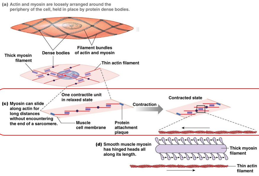 <p>meshwork of actin and myosin fibers around outside of muscle cells</p><ul><li><p>attached by protein dense bodies</p></li><li><p>cell becomes globular when it contracts</p></li></ul><p>myosin heads across whole length </p><ul><li><p>myosin can slide across actin for long distances</p></li></ul>