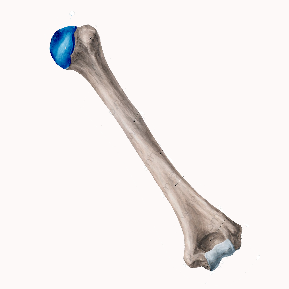 <p>Name the highlighted portion of the humerus</p>