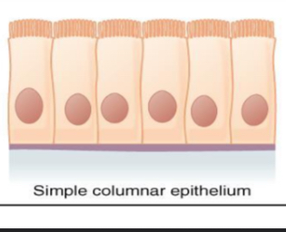 <p>what tissue is this </p>
