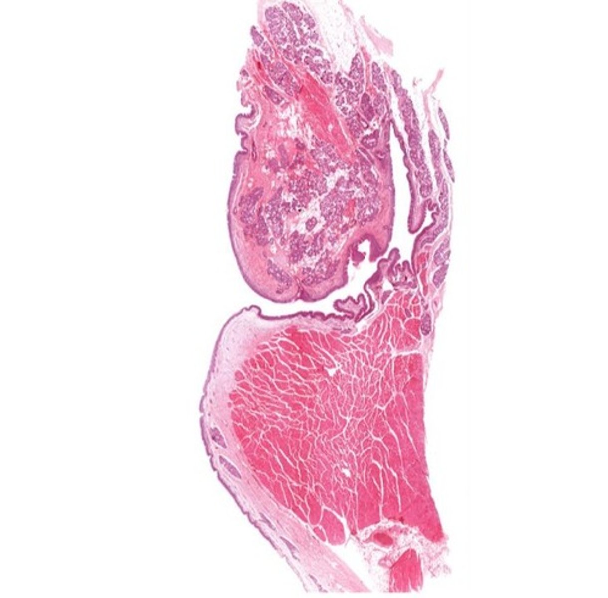 <p>Identify the entire structure</p>