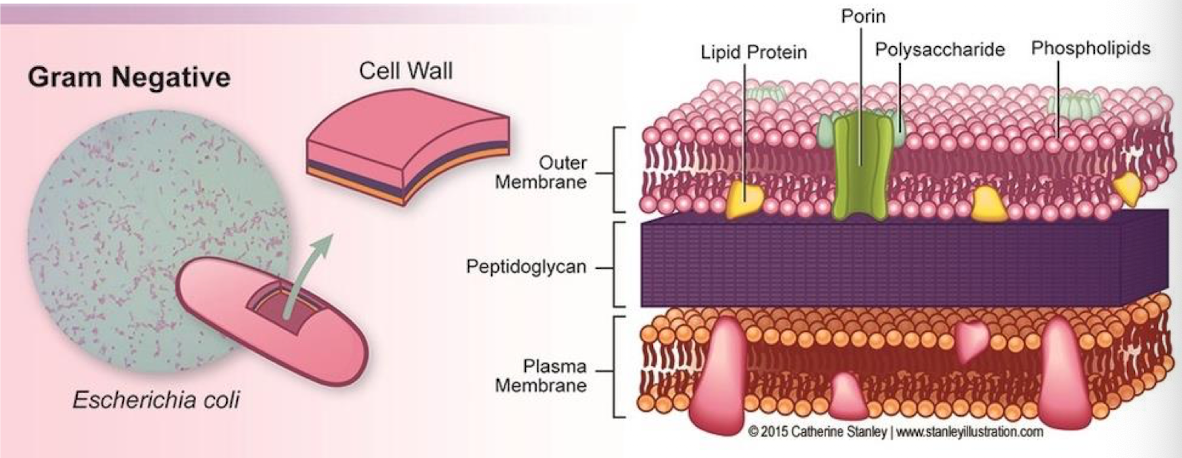 <p>Does not have enough membrane to stain  (plasma membrane, peptidoglycan, outer-membrane)</p>