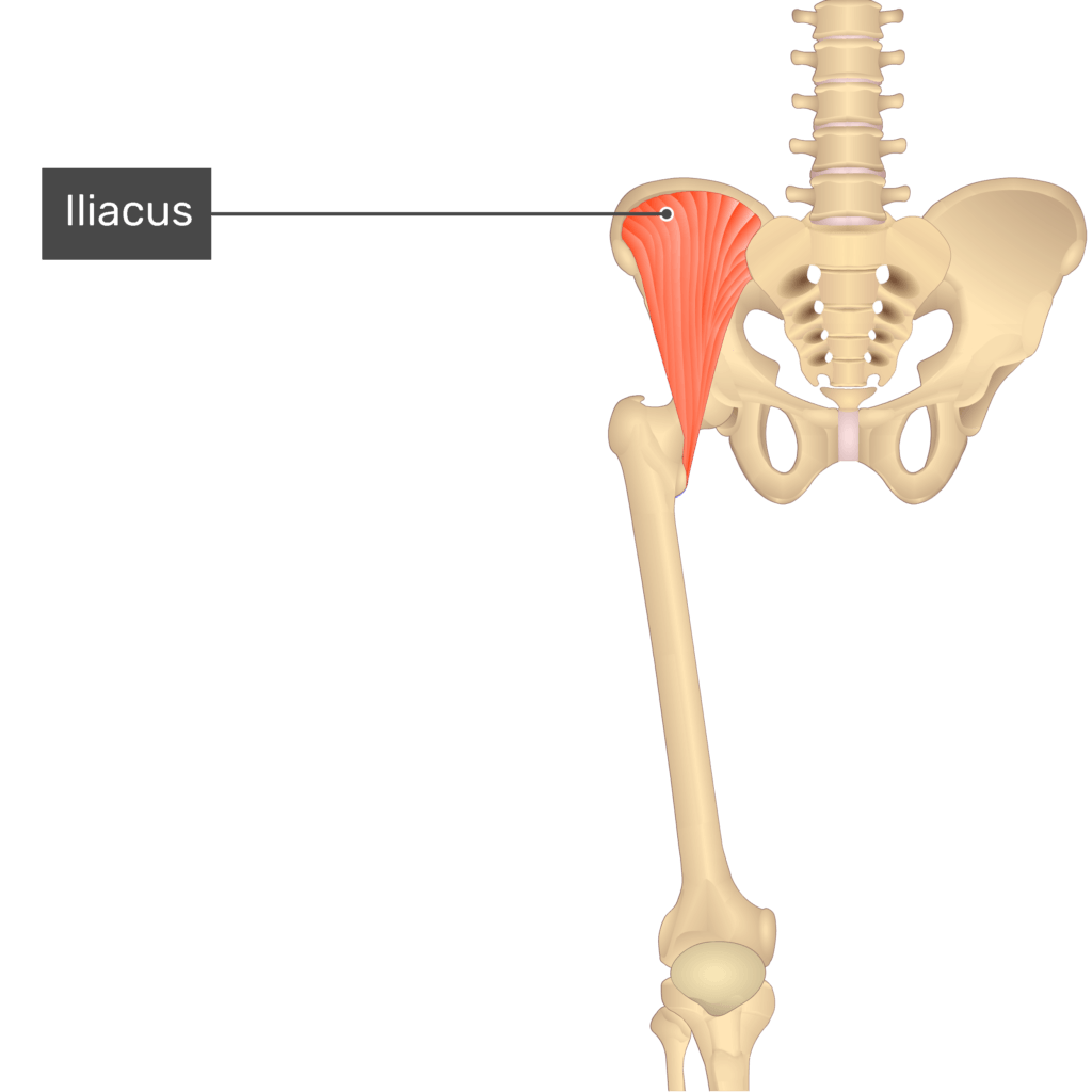 <p>Hip/Thigh Muscle Location:</p>