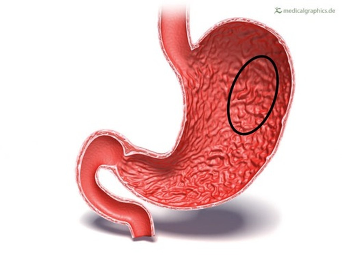<p>Inside stomach</p>