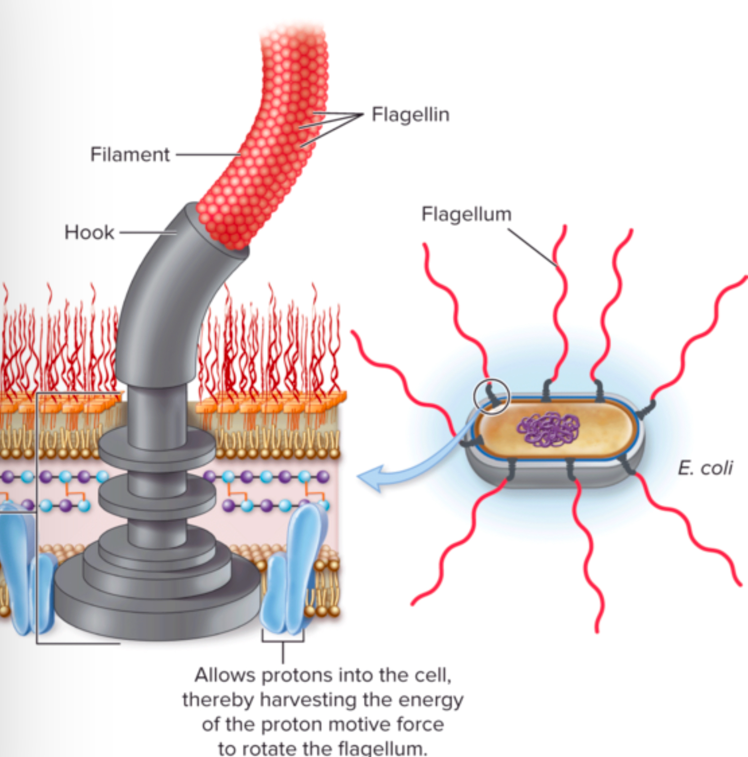 <ul><li><p><strong><em>Basal body: </em></strong>ATTACHES THE FLAGELLA TO CELL MEMBRANE which <strong>ALLOWS IT TO ROTATE AND MOVE THE BACTERIA</strong></p></li><li><p><strong><em>Hook: </em>CONNECTS BASAL BODY AND FILAMENT </strong></p></li><li><p><strong><em>Filament: ACTS LIKE THE PROPELLER </em></strong>and <strong>PUSHES BACTERIA FORWARD (OR CHANGE DIRECTION) </strong></p><ul><li><p>It’s like a WHIP that rotates like a propeller </p></li></ul></li></ul><p></p>