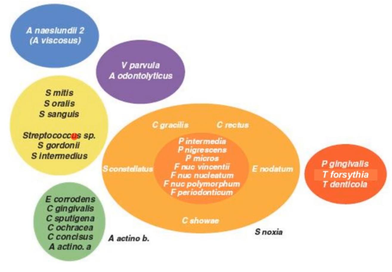 <p>the microbial succession in the oral biofilm</p>