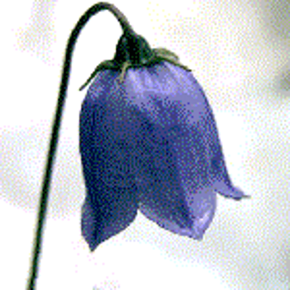 <p>what flower shape is this?</p>