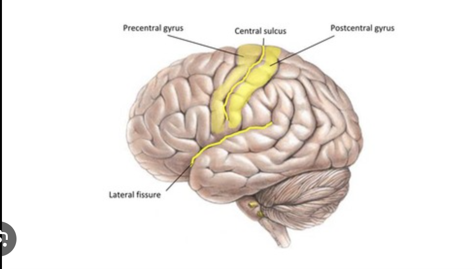 <p>in the postcentral gyrus located in the parietal lobe</p>