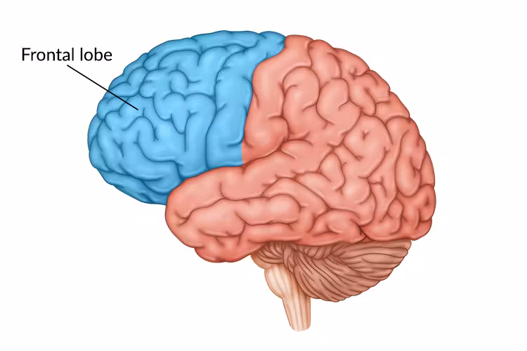 <p>f<span style="background-color: transparent;"><span>rontal lobe</span></span></p>
