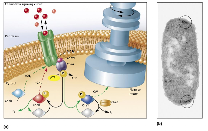 <ul><li><p>Methyl-accepting chemotaxis proteins (MCPs) sense attractants/repellents; bind signal molecules</p></li><li><p>CheA (sensor kinase): senses MCP conformation</p></li><li><p>CheY: response realtor, controls flagella rotation direction</p></li><li><p>CheB: another response regulator, methyl transferase</p></li></ul><p></p>