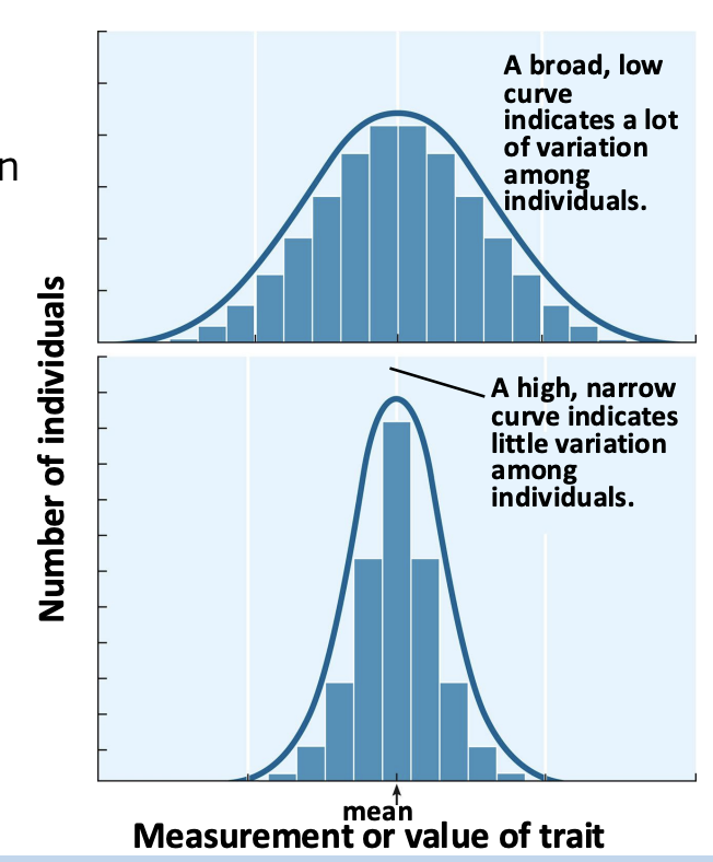 <ul><li><p>type of phenotypic variation</p></li><li><p>Characteristics with a range of variation </p></li><li><p>Controlled by multiple genes </p></li><li><p>Can be measured (e.g., height)</p></li></ul><p></p>