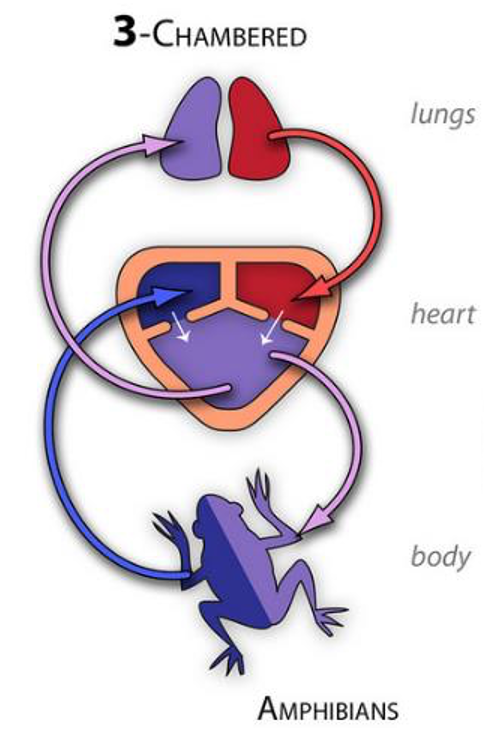<ul><li><p>advent of lungs required second pumping circuit</p></li><li><p>3 chambered heart</p></li></ul>