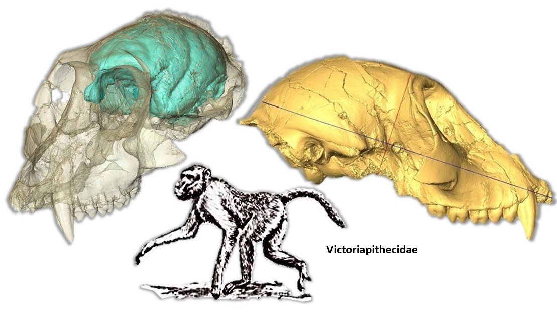 <ul><li><p>Bilophodont molar</p></li><li><p>Narrow nasal base</p></li><li><p>Large face relative to brain size (when viewed in profile)</p></li><li><p>Quadrupedal with a tail</p></li></ul><p></p>
