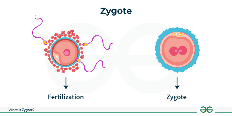 <p>le zygote</p>