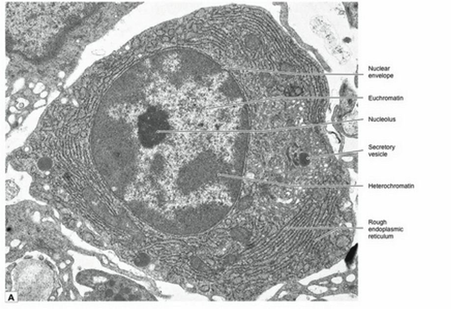 <p><span>Plasma cells function to synthesize and secrete immunoglobulin, a glycoprotein. Once these cells have differentiated from stimulated B lymphocytes, they secrete the antibodies as fast as they are generated for 1 to 2 weeks before they die. The major structures required for this process are RER, the Golgi complex, and secretory vesicles. The RER is the site of synthesis and sequestering of the polypeptides of the antibody. Posttranslational modification and packaging occur in the Golgi complex, and the secretory vesicles convey the product to the cell surface. Because plasma cells do not store the immunoglobulin, few, if any, secretory vesicles are seen in the cytoplasm. Rather, the cytoplasm is packed with RER, and there is a large Golgi complex (not visible in this section) located adjacent to the nucleus. The nucleus has one or more well-developed nucleoli, but there is a considerable amount of heterochromatin, considering that this is an active protein-secreting cell. The explanation may be that only one protein, an antibody molecule, is secreted, and the cell is terminally differentiated, so it will never divide. The immunoglobulin is secreted into the surrounding interstitial compartment, from which it can enter circulation through walls of small blood or lymph vessels. Even though the cell is not sharply polarized, the nucleus tends to occupy an eccentric position, with the Golgi complex near the center of the cell.</span></p>