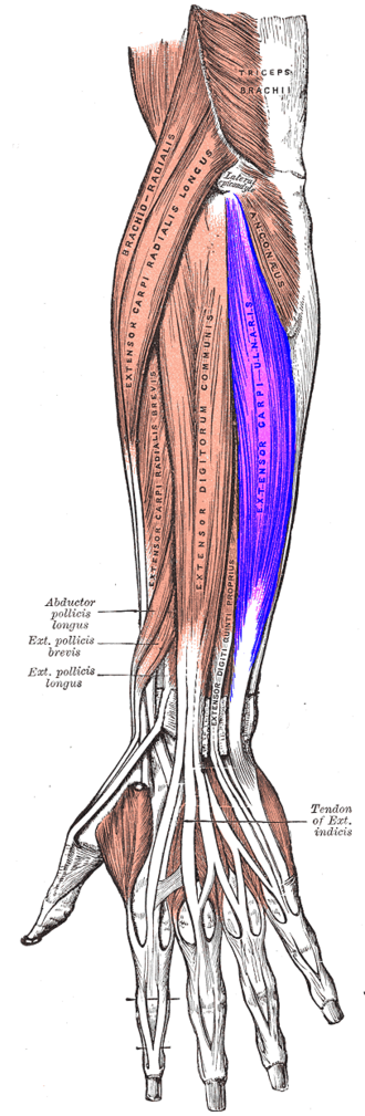 <p>Extensor carpi ulnaris</p>