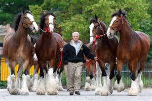 <p>the Budweiser horse, originated in Scotland, feathered legs-presents disease problems, very animated and flashy, extensive white face and leg markings, sorrel or bay color </p>