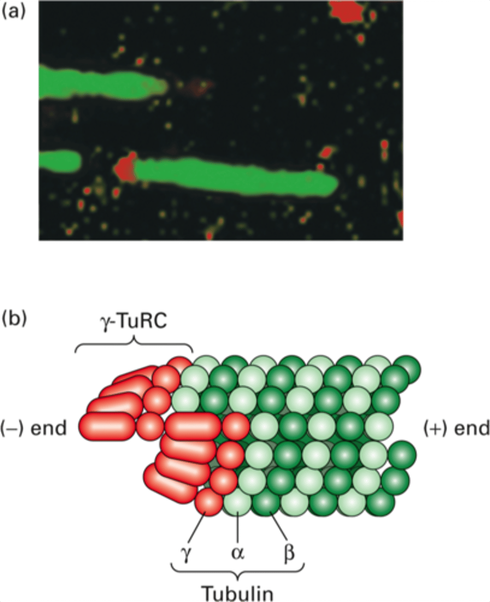 <p>Ring complex of gamma-TuSC proteins</p><p>Where microtubule nucleation begins</p><p>Located in the MTOC</p>