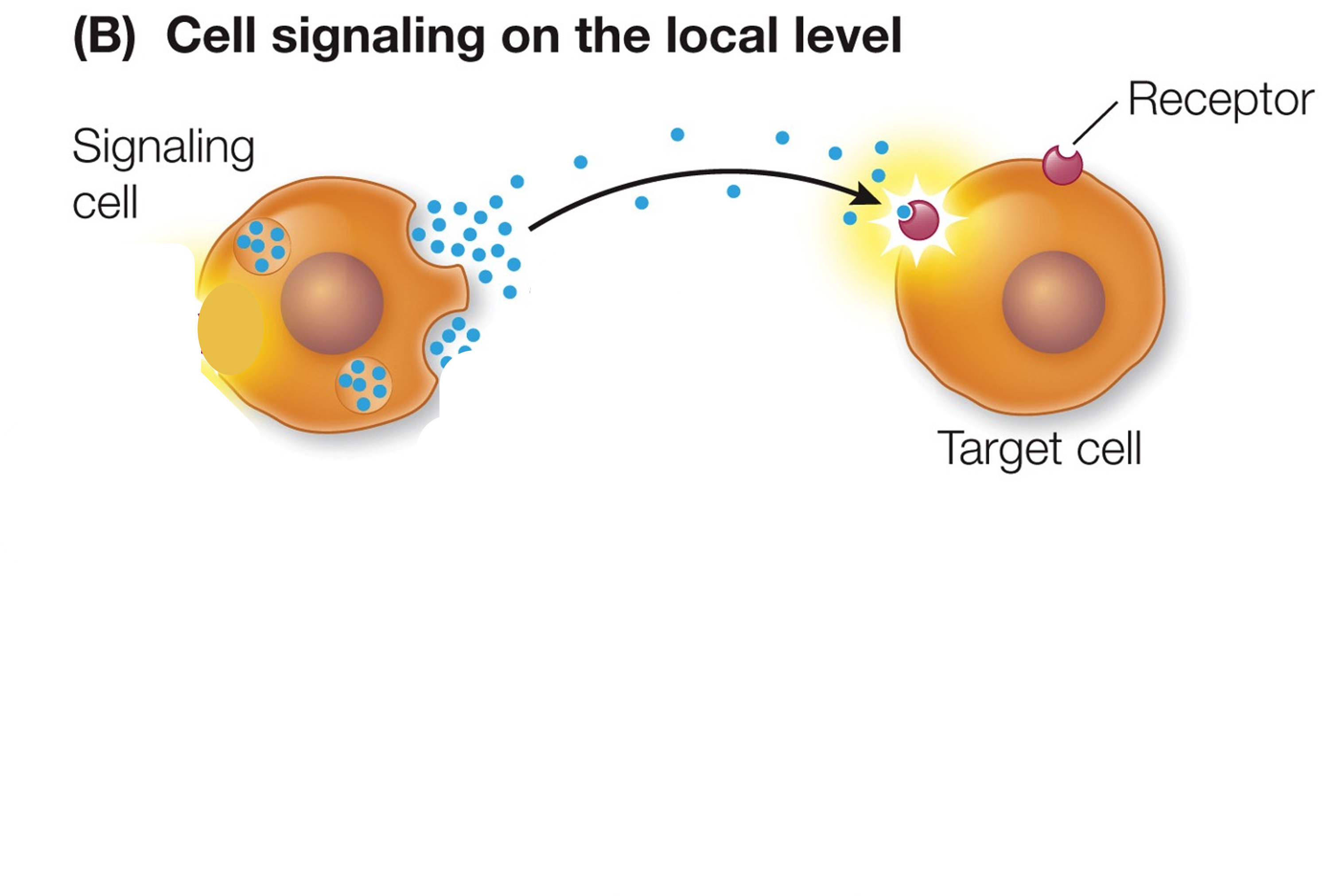 <p>signal diffuses to and affect nearby cells</p>