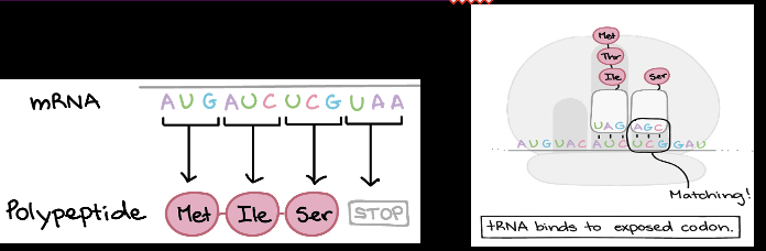 <p>mRNA in translation</p>
