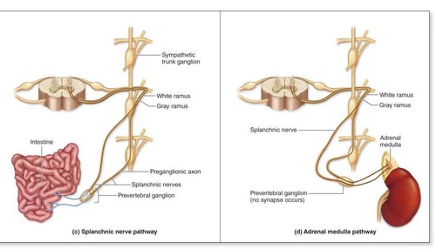 <p>It initiates and transmits nerve signals from the CNS to skeletal muscles.</p>