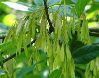 <p><span>Single, flattened terminally winged samara aggregated into clusters.</span></p>