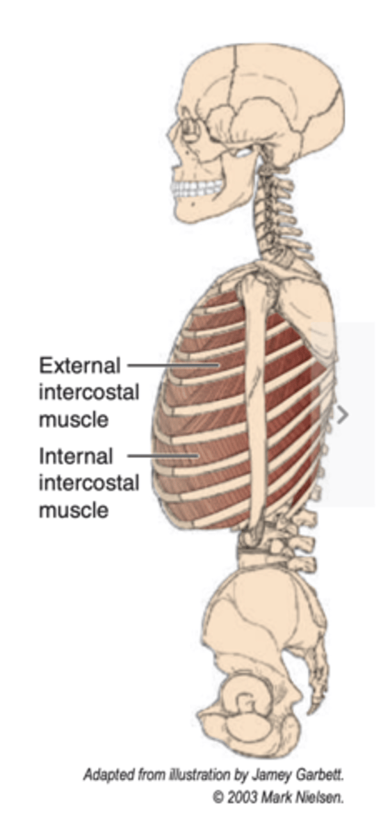 <p>upper margin of the rib below</p>