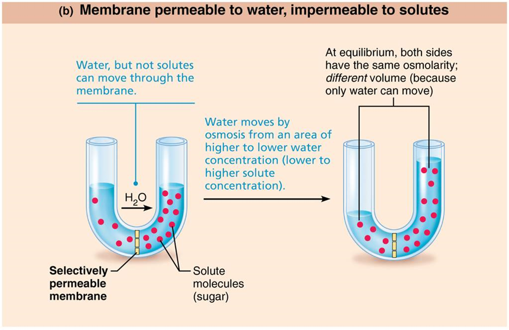 <p>measure the concentration of the total number of solute particles in solvent</p><p>– <span>Water moves by osmosis from areas of low solute (high water) concentration to high areas of solute (low water) concentration</span></p>