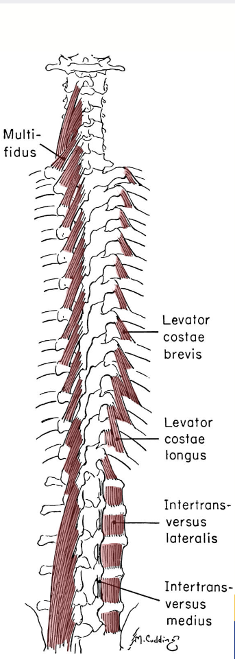 <p>deep posterior spinal muscles (multifiuds &amp; rotators) action / function </p>