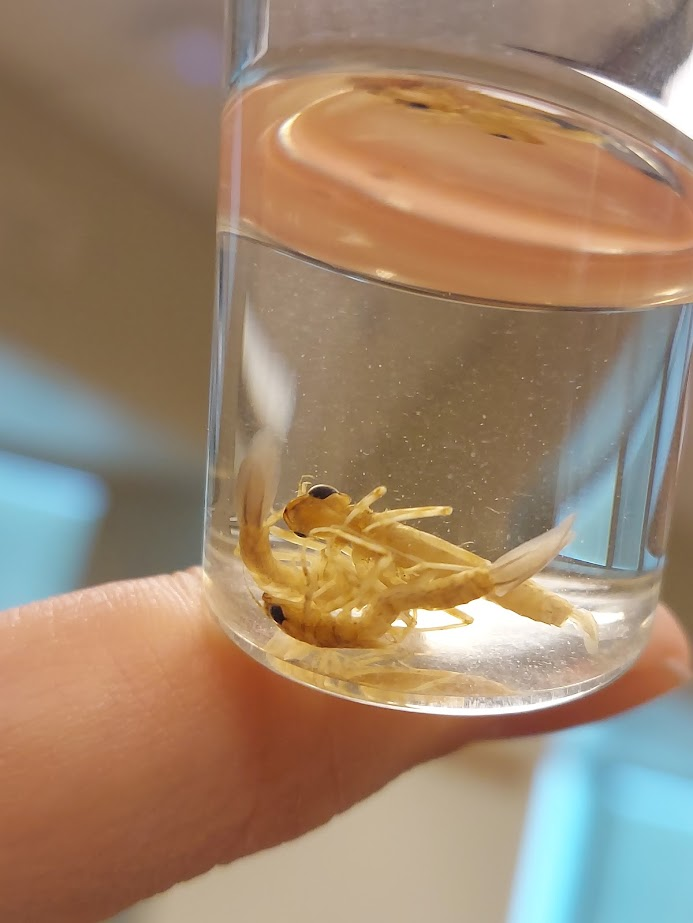 <p>Leaflike caudal lamellae</p><p>Antennae segments all roughly equal, skinny antennae</p><p>Mouth like rounded mask</p>