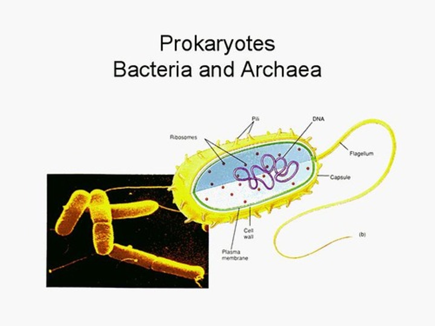 <p>One circular chromosome, not in a membrane.</p>
