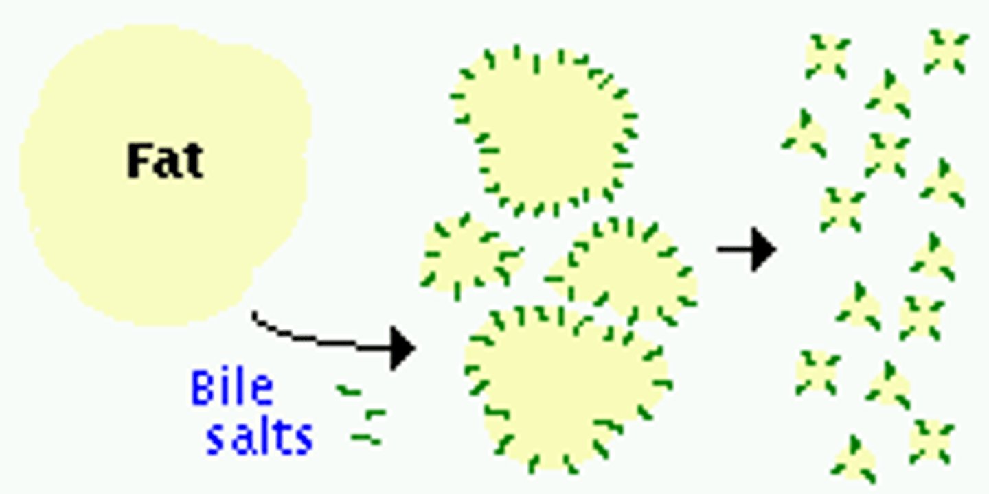 <p>Fats are very non-polar, making them avoid interaction with the water in our intestines. Instead, fats will clump together. Bile is both polar and nonpolar; thus, its nonpolar regions will interact with the fats and its polar regions will interact with the water, causing the fats to be dissolved.</p>