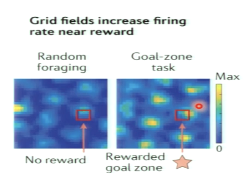 <p>yes!</p><p>grid cells are no absolute measure of location in space</p><p>they are also modulated by task context such as reward availability or goals</p><p>location of place cells stay the same but increase in activity at location of reward</p>