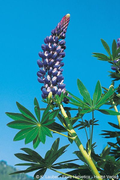 <p>Lupinen</p>
