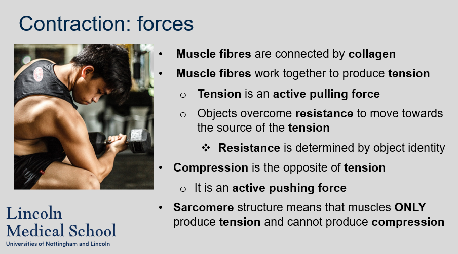 <ol><li><p>Muscle fibers are connected by collagen.</p></li><li><p>Tension is an active pulling force produced by muscle fibers working together.</p></li><li><p>Resistance is determined by object identity in muscle physiology.</p></li><li><p>Compression is the opposite of tension, and it is an active pushing force.</p></li><li><p>Muscles cannot produce compression due to the sarcomere structure, which only allows them to produce tension.</p></li></ol>