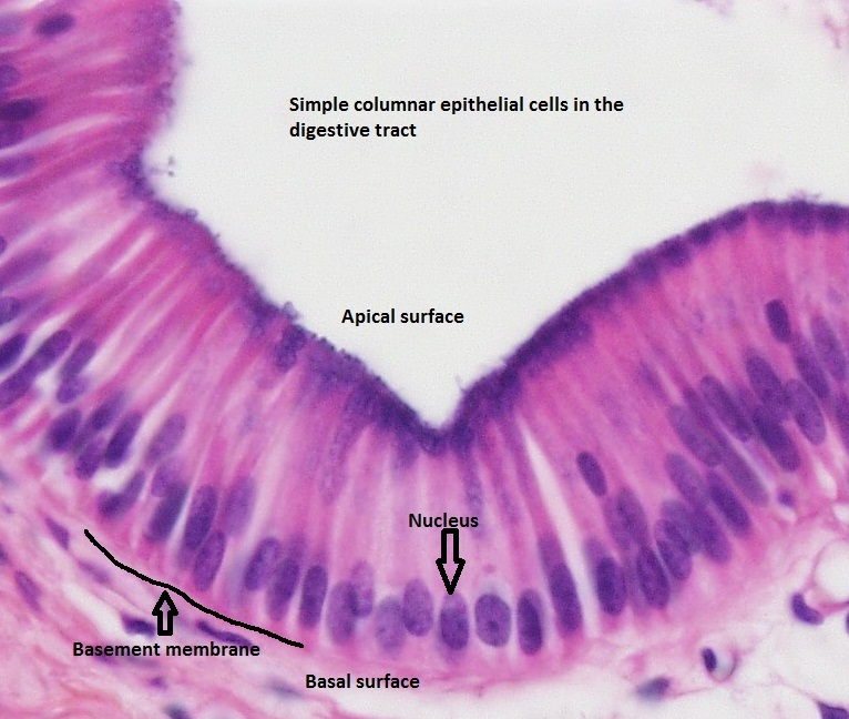 <p><span style="font-family: Arial; color: rgb(0, 0, 0)">Type: Simple Columnar Epithelium</span><br><span style="font-family: Arial; color: rgb(0, 0, 0)">Function: Secretion, absorption</span><br><span style="font-family: Arial; color: rgb(0, 0, 0)">Found: Parts of gut lining, parts of respiratory tract lining</span></p><p></p>