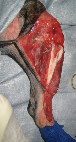 <p>During initial debridement, deep tissue cultures should be obtained. Do not just swab the wound and skin; a sample of tissue should be submitted along with the swab.</p><p>A copious lavage with balanced sterile electrolyte solution should be sustained through the debridement process. </p>