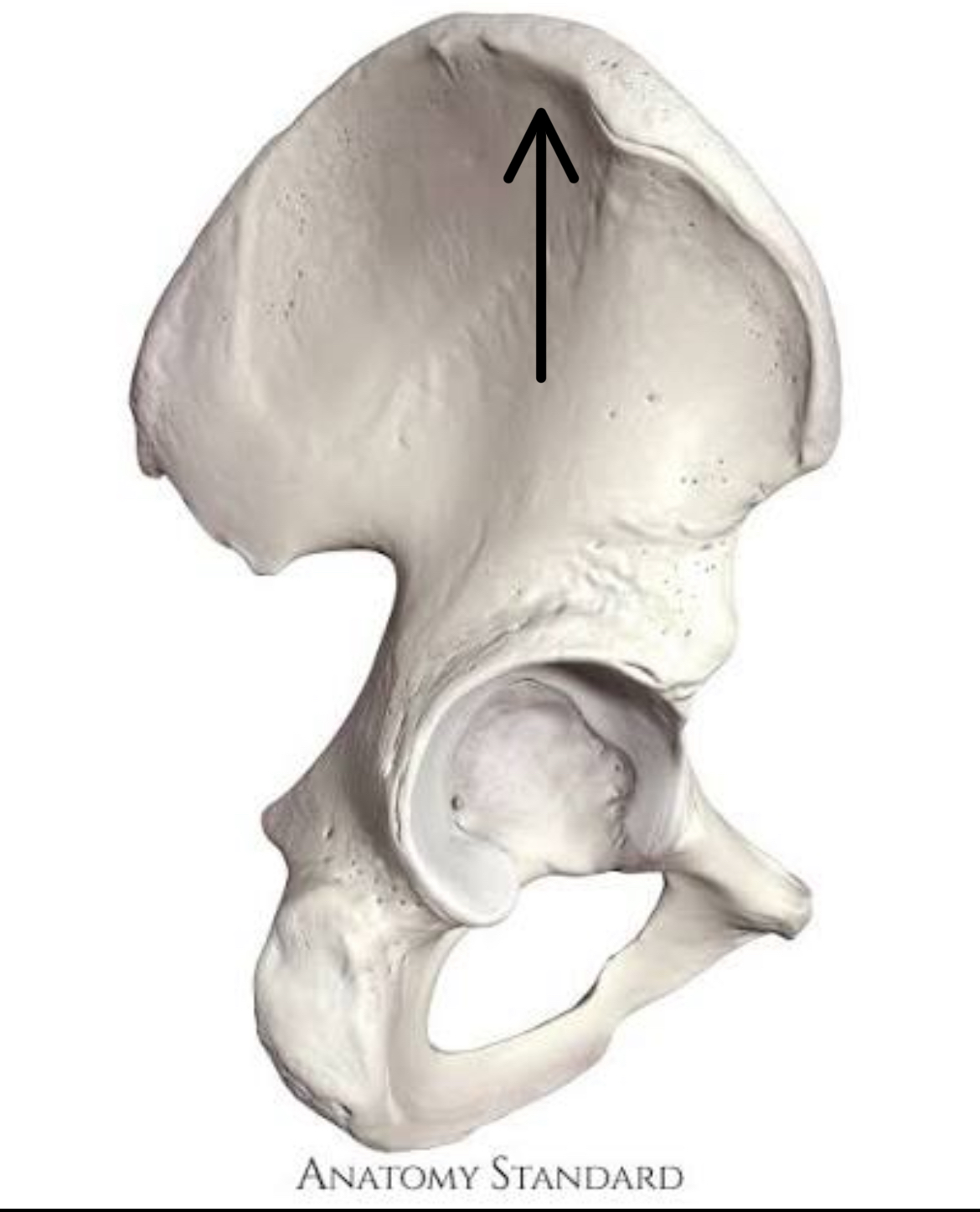 <p>what part of the coxal bone is this?</p>