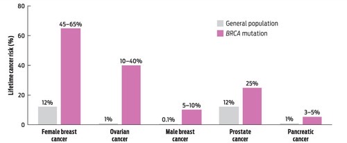 <p>Genes that encode proteins important for repairing damaged DNA; inheriting a mutation in BRCA1 or BRCA2 significantly increases the chance of developing cancer.</p>