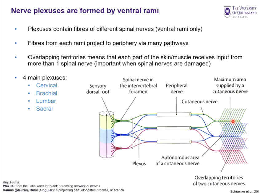 <p>Formed by ventral rami of spinal nerves</p><p>Cervical</p><p>Brachial</p><p>Lumbar</p><p>Sacral</p>