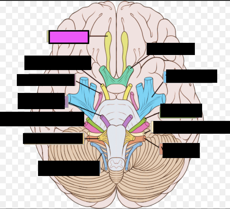 <p>I. Nerve for smell — helps infant <strong>recognize mother’s scent</strong> and locate the nipple</p>