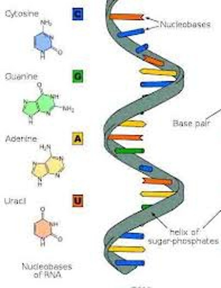 <p>single-stranded nucleic acid that contains the sugar ribose, located within the cell nucleus and cytoplasm.</p>