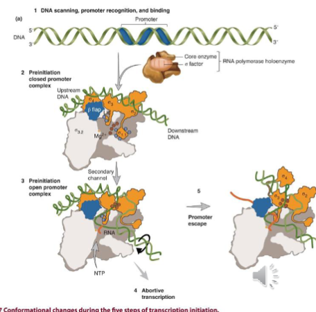 <p>starts after about 8 nucleotides are synthesized (is temporarily an RNA:DNA hybrid at this point)</p><ul><li><p>transcription continues 5’-3’ - most essential and highly transcribed genes are oriented in the same direction as replichore (origin and terminus of replication) to decrease torsional stress</p><ul><li><p>one replisome goes clockwise, other goes opposite way</p></li></ul></li><li><p>RNA pol makes a footprint of an area of around 30b protected from nucleases </p></li></ul><p></p>