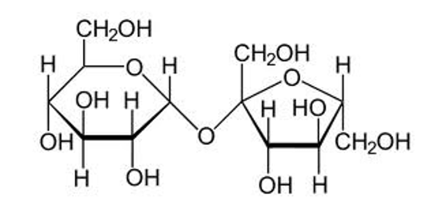 <p>- A disaccharide, also known as table sugar.</p><p>- Composed of: Alpha D-Glucose + Beta D-Fructose</p><p>~Remember that glucose is an aldose and fructose is a ketose.</p><p>- Glycosidic Linkage: Alpha, Beta (1->2)</p>