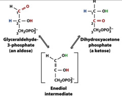 <ol><li><p>TIM</p></li><li><p>unfavorable, but GAP concentration is kept low, allowing reaction to go forward (Le Chatelier)</p></li><li><p>creates enediol intermediate which is unstable</p></li></ol>