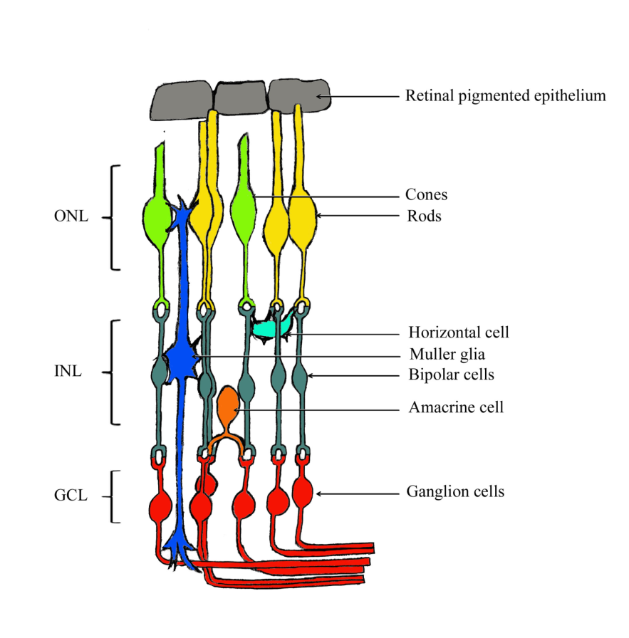 Photoreceptor cells- Müller's cells