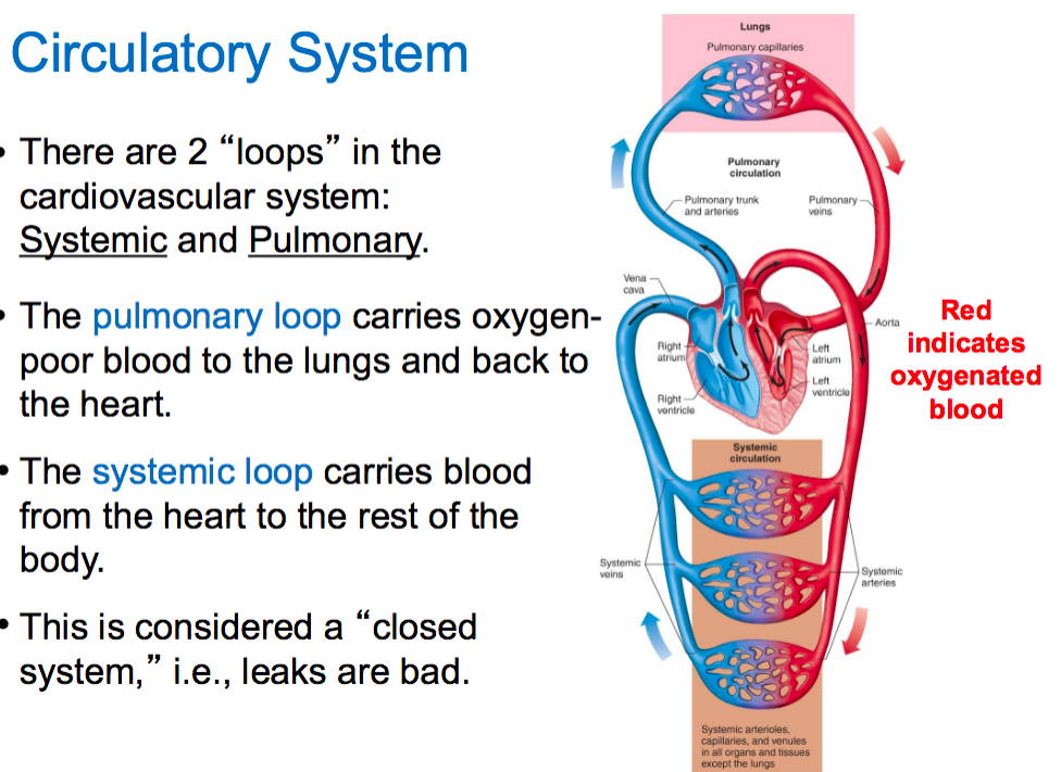 <p>Circulatory System&nbsp;</p>